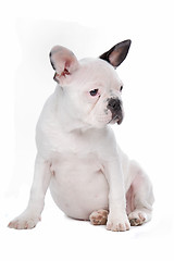 Image showing French Bulldog puppy