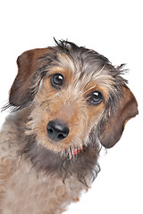 Image showing Wire-haired Dachshund