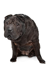 Image showing Shar-Pei