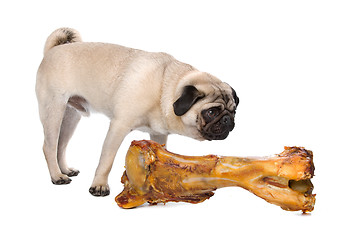 Image showing Pug with a huge bone