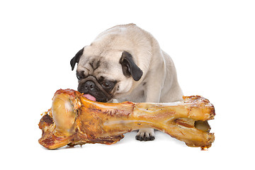 Image showing Pug with a huge bone