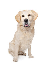 Image showing Golden Retriever