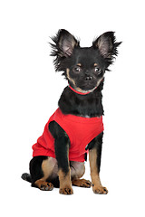 Image showing chihuahua with red shirt