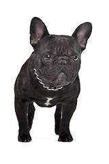 Image showing Dark brown French bulldog