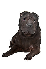 Image showing Shar-Pei