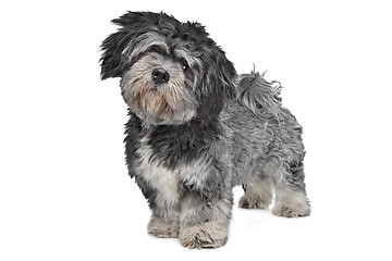 Image showing Lhasa Apso