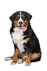 Image showing Bernese Mountain Dog