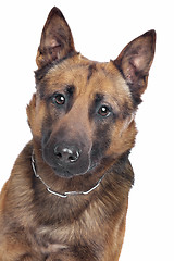 Image showing Belgian Shepherd portrait