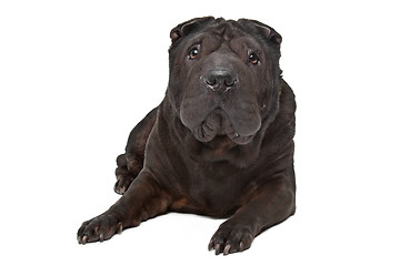 Image showing Shar-Pei