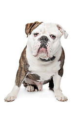 Image showing Old English Bulldog