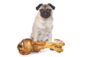 Image showing Pug with a huge bone