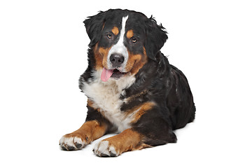 Image showing Bernese Mountain Dog