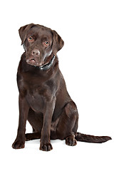 Image showing Chocolate Labrador