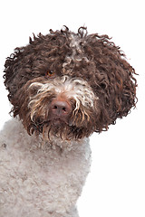 Image showing lagotto romagnola