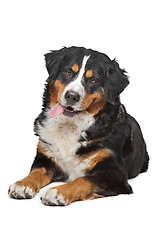 Image showing Bernese Mountain Dog