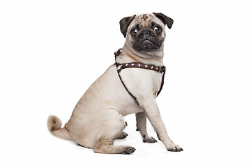 Image showing Pug dog