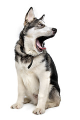 Image showing Alaskan Malamute puppy