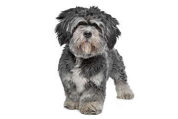 Image showing Lhasa Apso