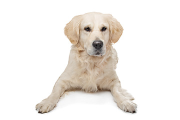 Image showing Golden Retriever