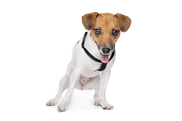 Image showing Jack Russel Terrier