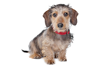 Image showing Wire-haired Dachshund