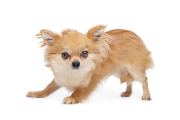 Image showing Brown long haired chihuahua