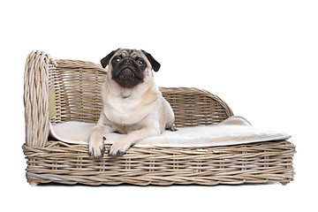 Image showing Pug on a luxury bed