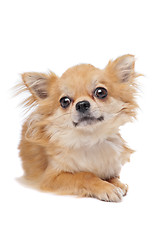 Image showing Brown long haired chihuahua