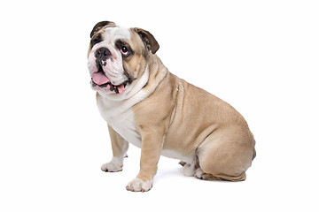 Image showing English Bulldog