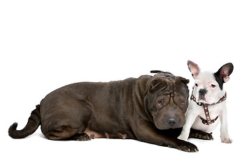 Image showing Shar-Pei and a French Bulldog puppy