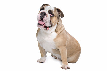 Image showing English Bulldog