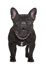 Image showing Dark brown French bulldog