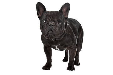 Image showing Dark brown French bulldog