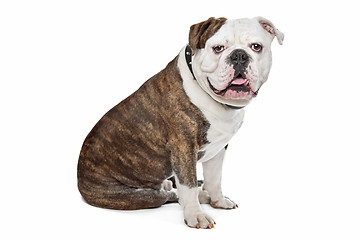 Image showing Old English Bulldog