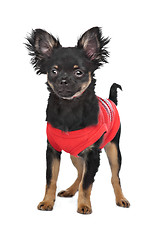 Image showing chihuahua with red shirt