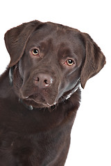 Image showing Chocolate Labrador