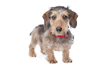 Image showing Wire-haired Dachshund