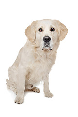 Image showing Golden Retriever