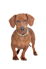 Image showing short haired dachshund