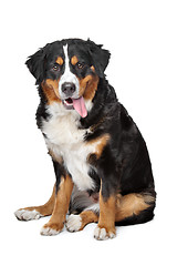 Image showing Bernese Mountain Dog