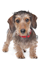 Image showing Wire-haired Dachshund