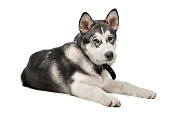 Image showing Alaskan Malamute puppy