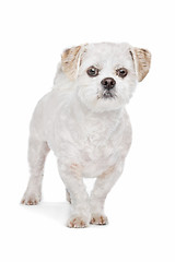 Image showing Mixed breed dog