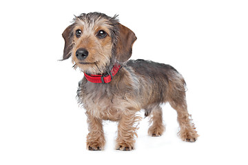 Image showing Wire-haired Dachshund