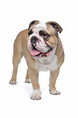 Image showing English Bulldog