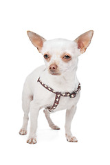 Image showing White Chihuahua