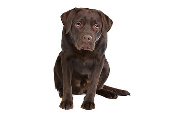 Image showing Chocolate Labrador