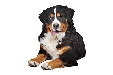 Image showing Bernese Mountain Dog