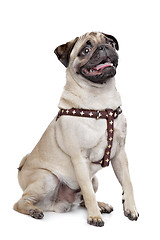 Image showing Pug dog