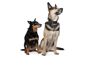 Image showing Two mixed breed dogs